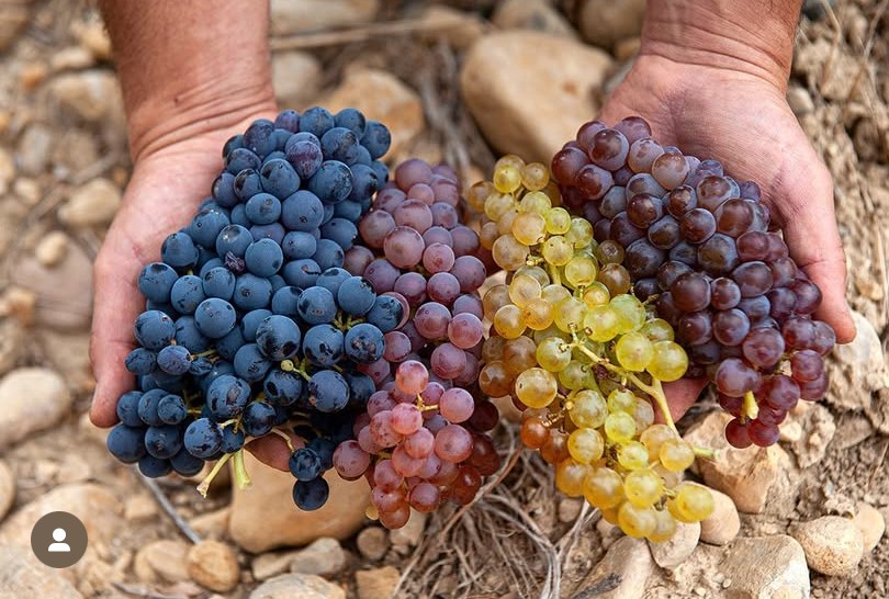 grenaches
